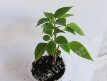 Бугенвиллия Pixie Queen variegata
