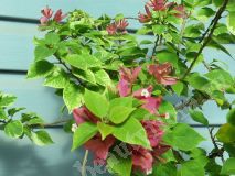 Бугенвиллия, Pixie Queen variegata | стартер