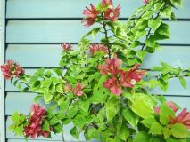 Бугенвиллия, Pixie Queen variegata | стартер