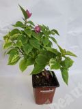 Бугенвиллия, Pixie Queen variegata | стартер