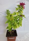 Бугенвиллия, Pixie Queen variegata | стартер