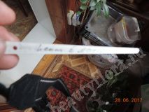 Хойя Dasyantha