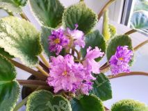 Фиалка Buckeye Ballerina,детка