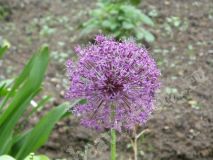 Лук Purple Sensation