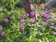 Лук Purple Sensation