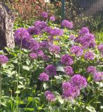 Лук Purple Sensation