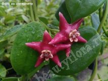 Хойя Coronaria