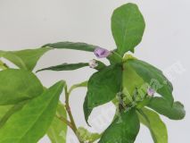 Брунфельсия australis start flowering with purple