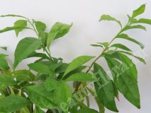 Брунфельсия australis (small and wax leaf)