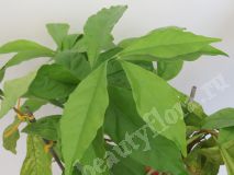 Брунфельсия australis (small and wax leaf)