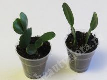 Шлюмбергера