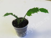 Шлюмбергера