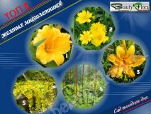 Набор желтых многолетников