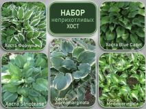 Набор неприхотливых хост