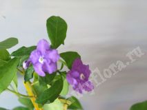 Брунфельсия australis start flowering with purple,стартер