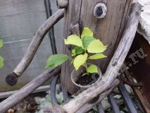Чубушник с салатовой листвой