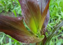 Пеннисетум Пурпурный барон,семена