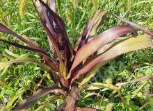 Пеннисетум Пурпурный барон,семена