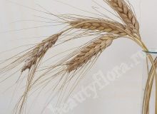 Пшеница яровая Жизель, семена