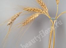 Пшеница яровая Жизель, семена
