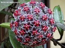 Хойя, Pubicalyx Royal Hawaiian Purple