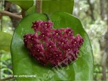 Хойя Cinnamomifolia var. purpureofusca