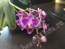 Орхидея Фаленопсис темно сиреневая