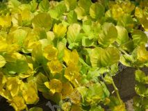 Набор низкорослых многолетников