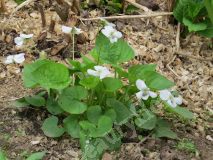 Набор низкорослых многолетников