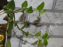Традисканция Albiflora Aurea