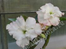 Адениум Orange Narcissus, 2