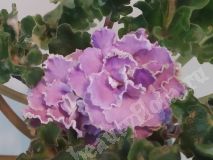 Фиалка АВ-Век Романтизма, детка