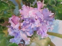 Фиалка АВ-Век Романтизма, детка