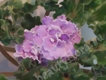 Фиалка АВ-Век Романтизма, детка