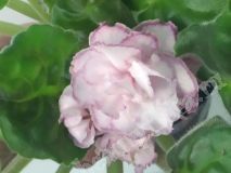 Фиалка АВ-Шелковые розы