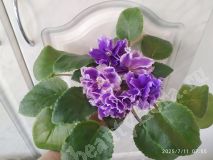 Фиалка АВ-Пена Морская