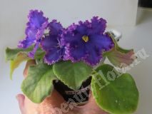 Фиалка АВ-Тысяча и одна ночь