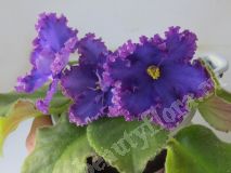 Фиалка АВ-Тысяча и одна ночь,детка