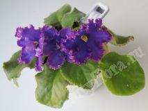 Фиалка АВ-Тысяча и одна ночь,детка