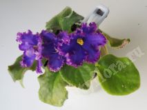 Фиалка АВ-Тысяча и одна ночь,детка