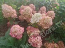 Гортензия метельчатая, Pantonella