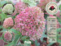 Гортензия метельчатая, Pixio