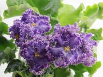 Фиалка АВ-Озерная фея, укорененный