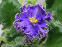 Фиалка АВ-Озерная фея, укорененный