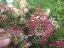 Гортензия метельчатая, БиДжей