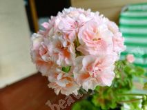Пеларгония ЕС Персиковый Авантюрин