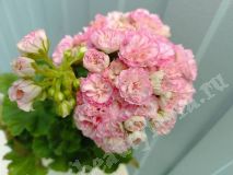Пеларгония, Kvarnlyckans Anna-Jeanette