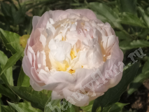 Пион, Cornelia Shaylor