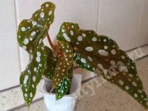 Бегония Maculata