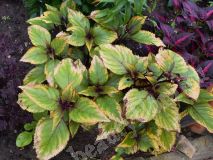 Колеус, Великая победа